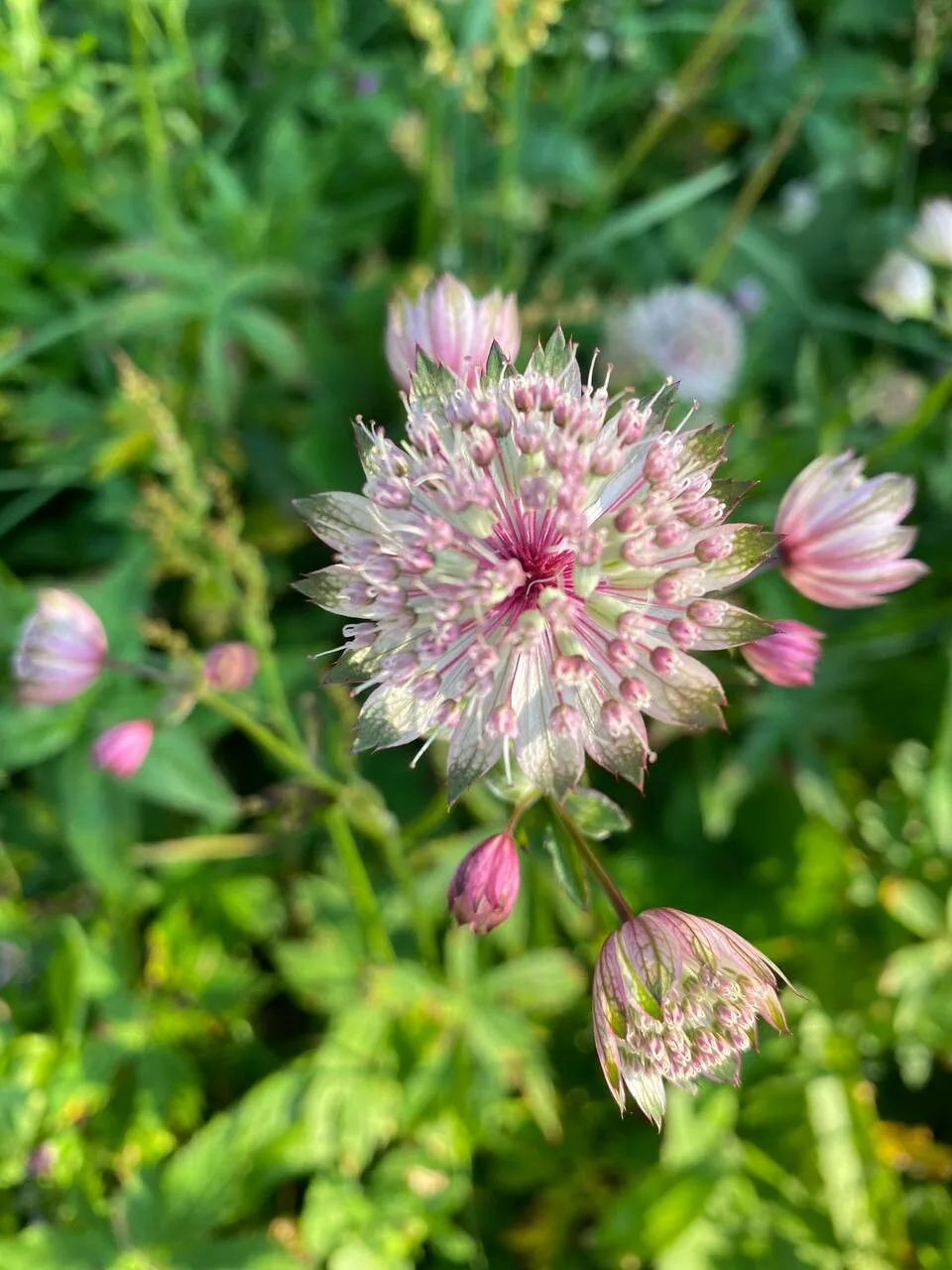 Une fleur d'astrance rose, photographiée de près dans un pré.